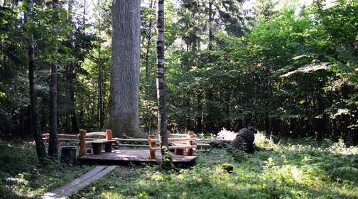 Oak of Plauginiai Forest