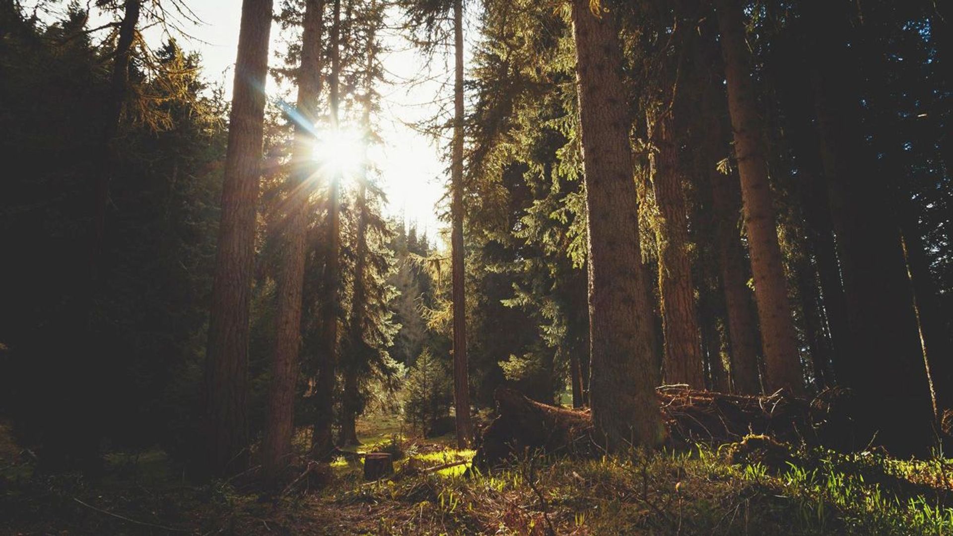 The Forest of Anykščiai