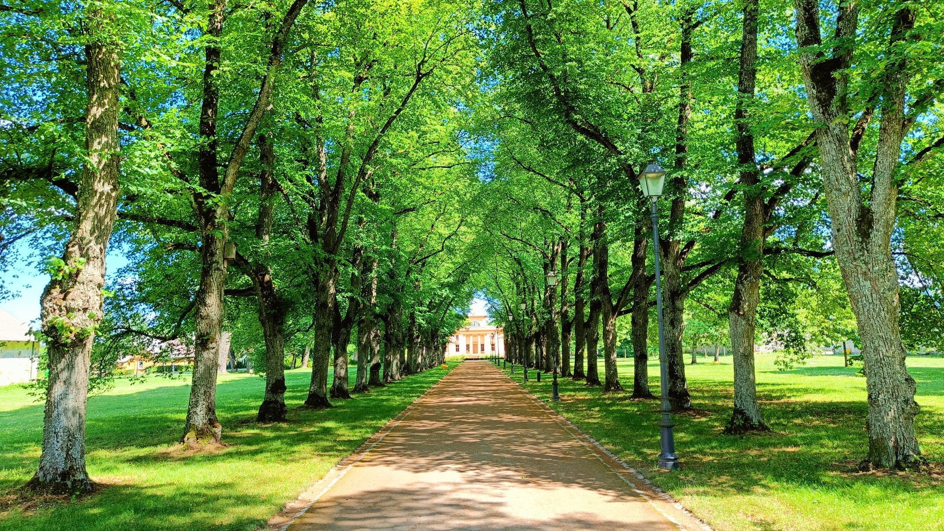 Trakų Vokės dvaro alėja