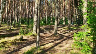 Sūpynių parkas