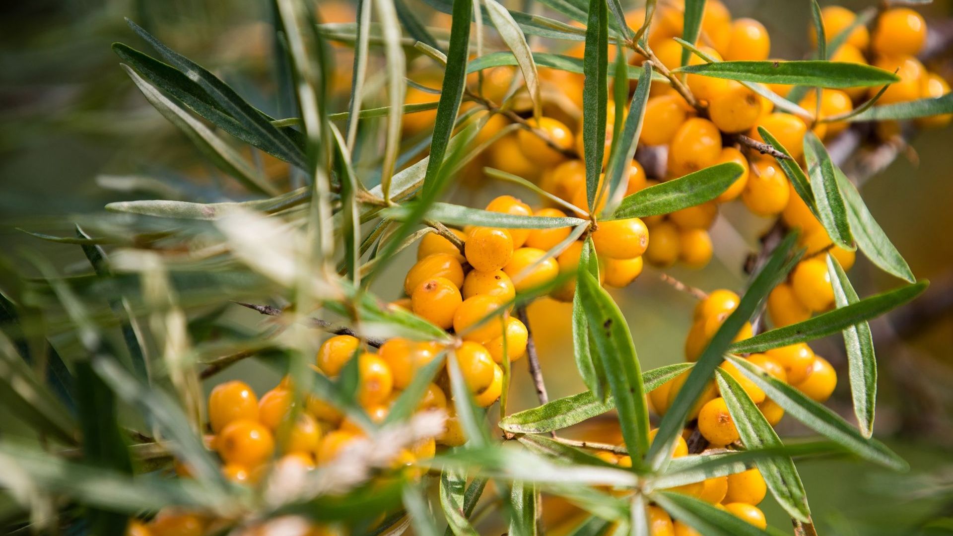 Sea Buckthorn Farm Amberry