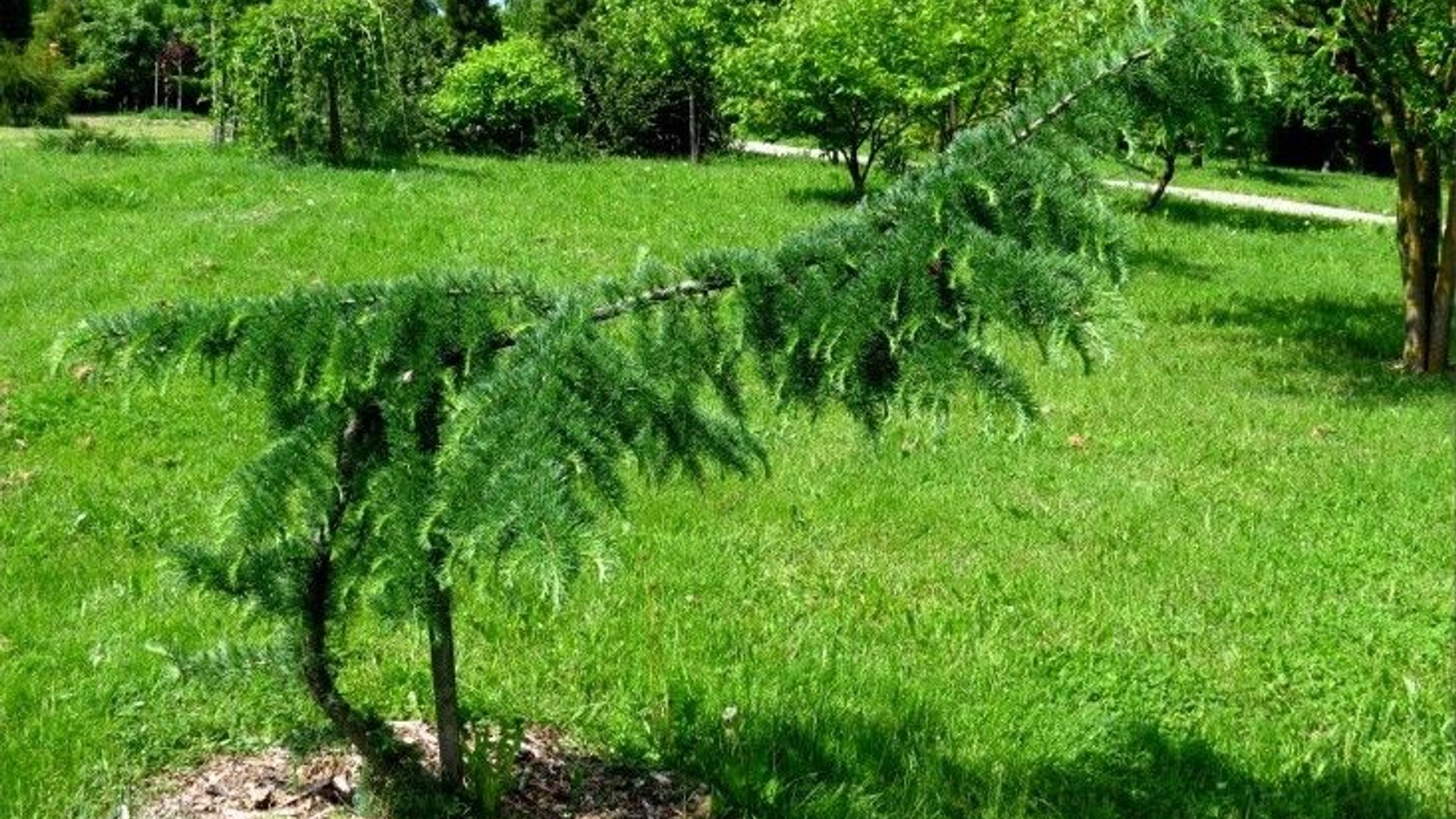 Botanical Garden of Klaipėda University