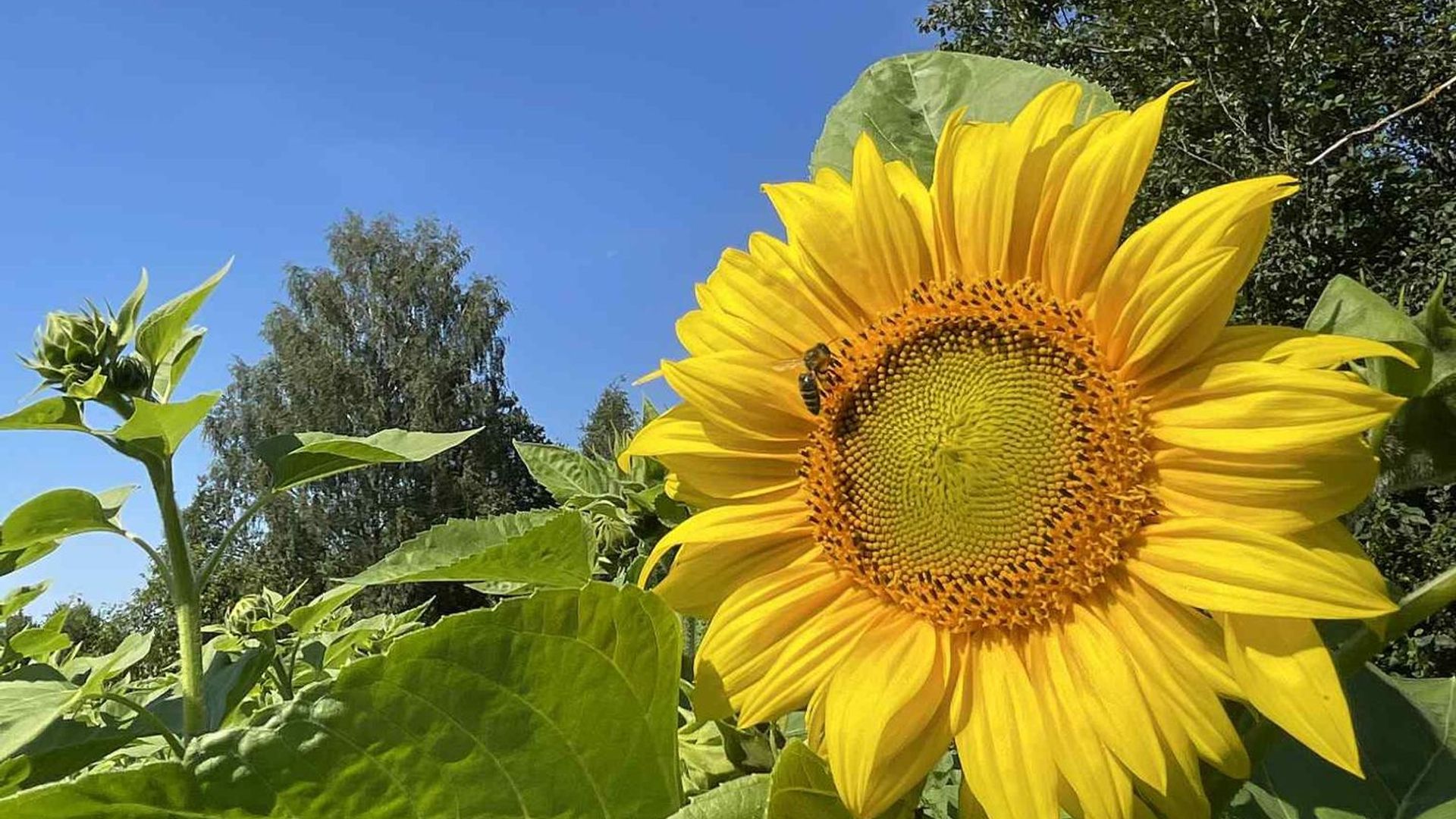 Sunflowers Park