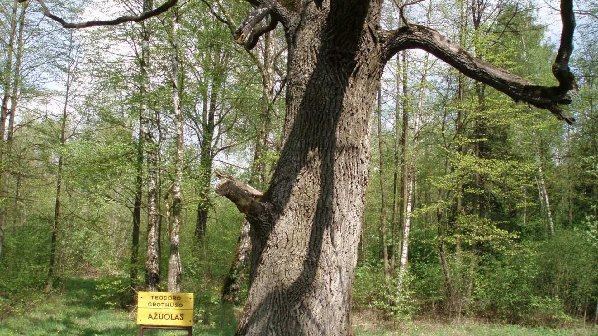 Theodor Grotthuss Oak