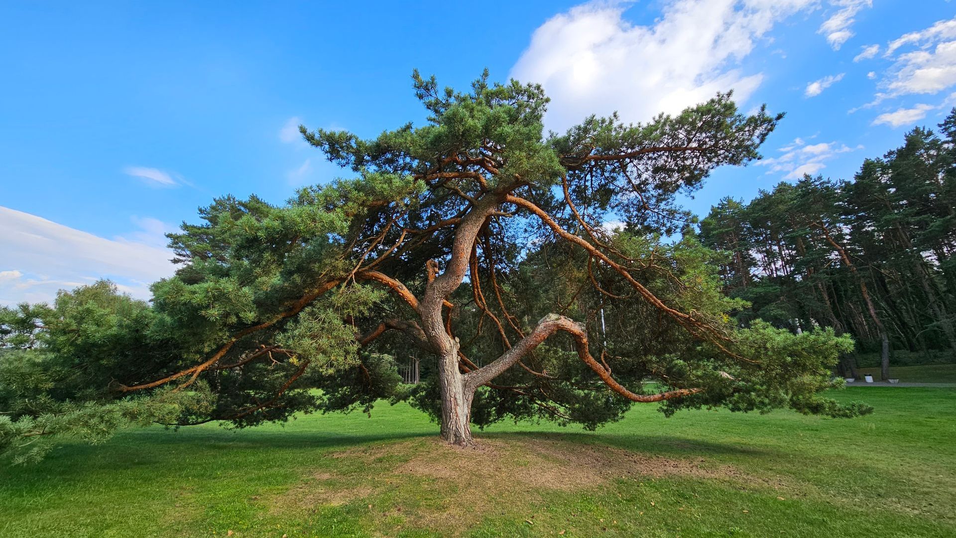 Branched Pine