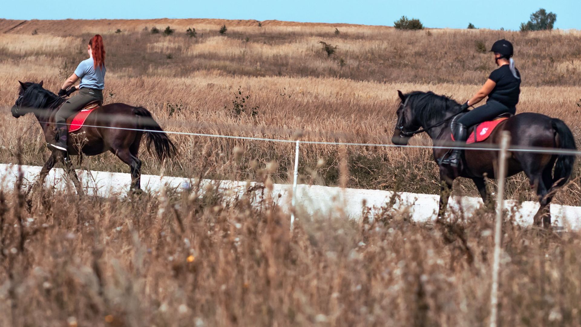 Fairies Horses