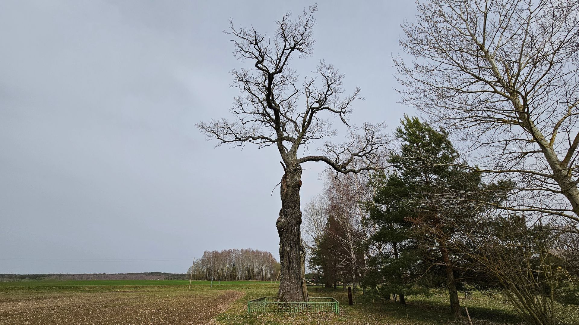 Lentvorų ąžuolas