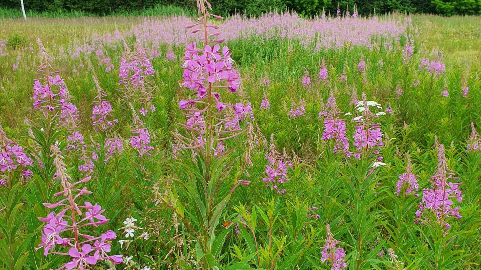 Orchids Swamp