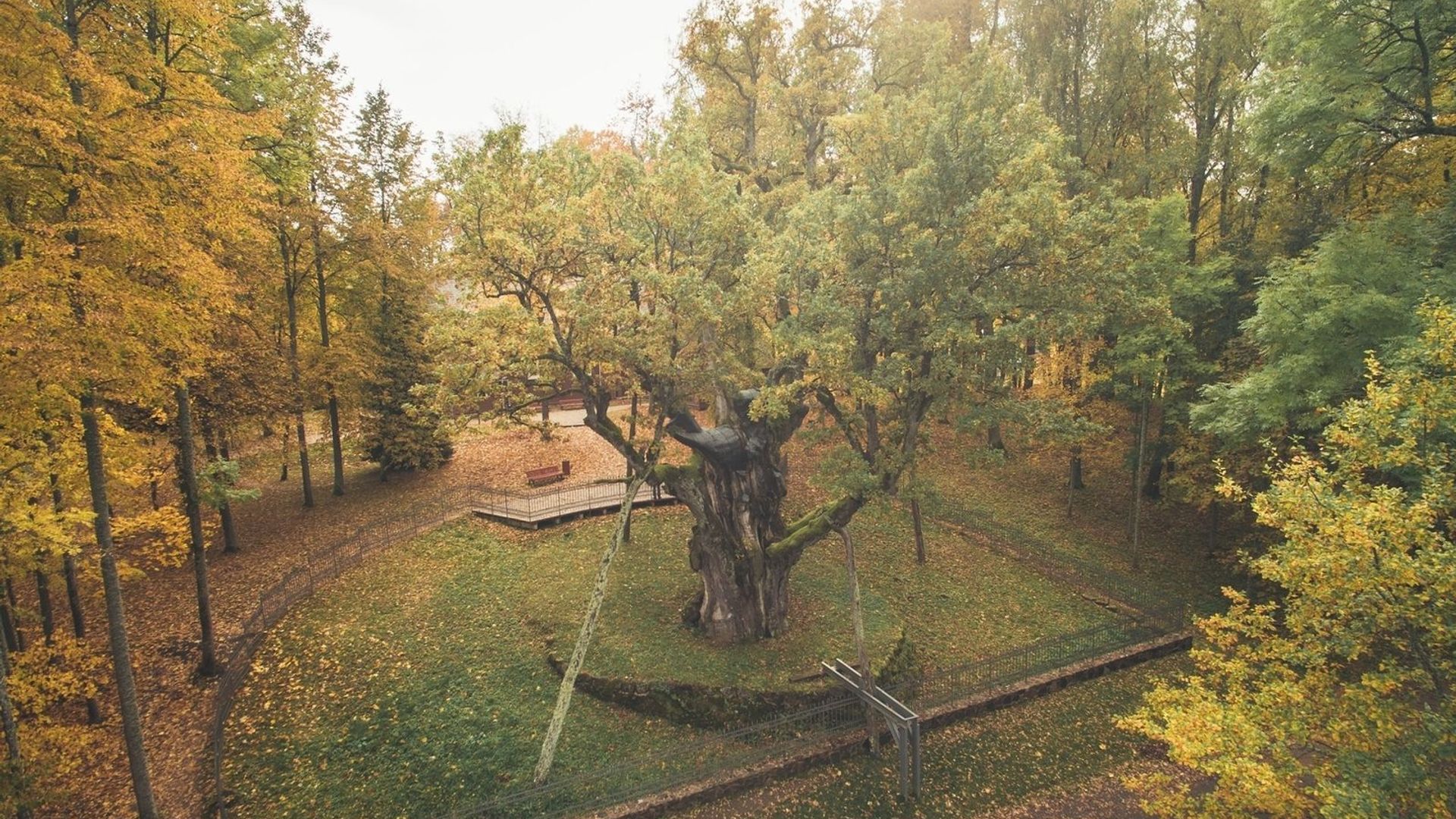 The Stelmužė Oak