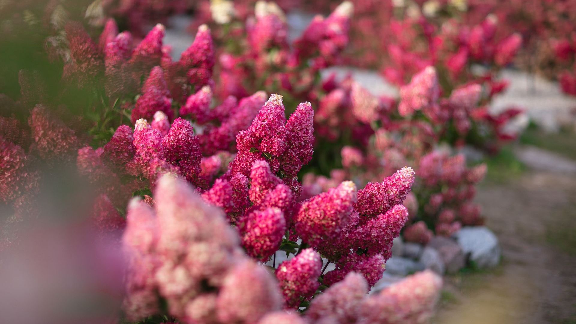 Hydrangea Park