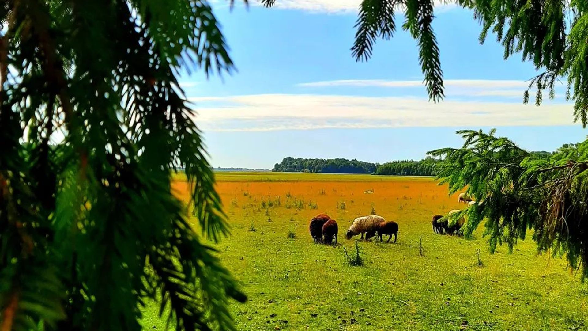 Milišiūnai Sheeps Farm