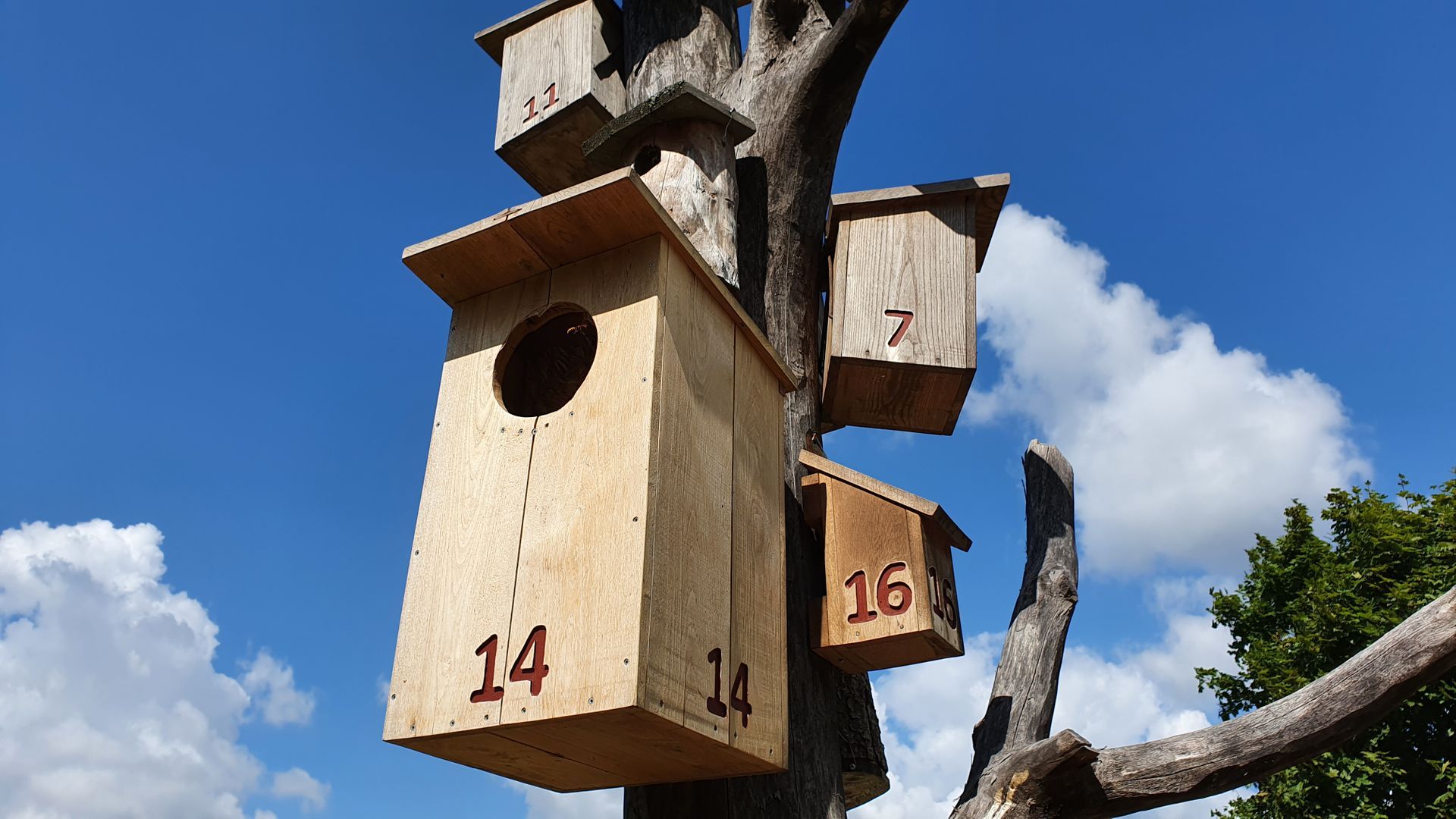 Nest Boxes Tree
