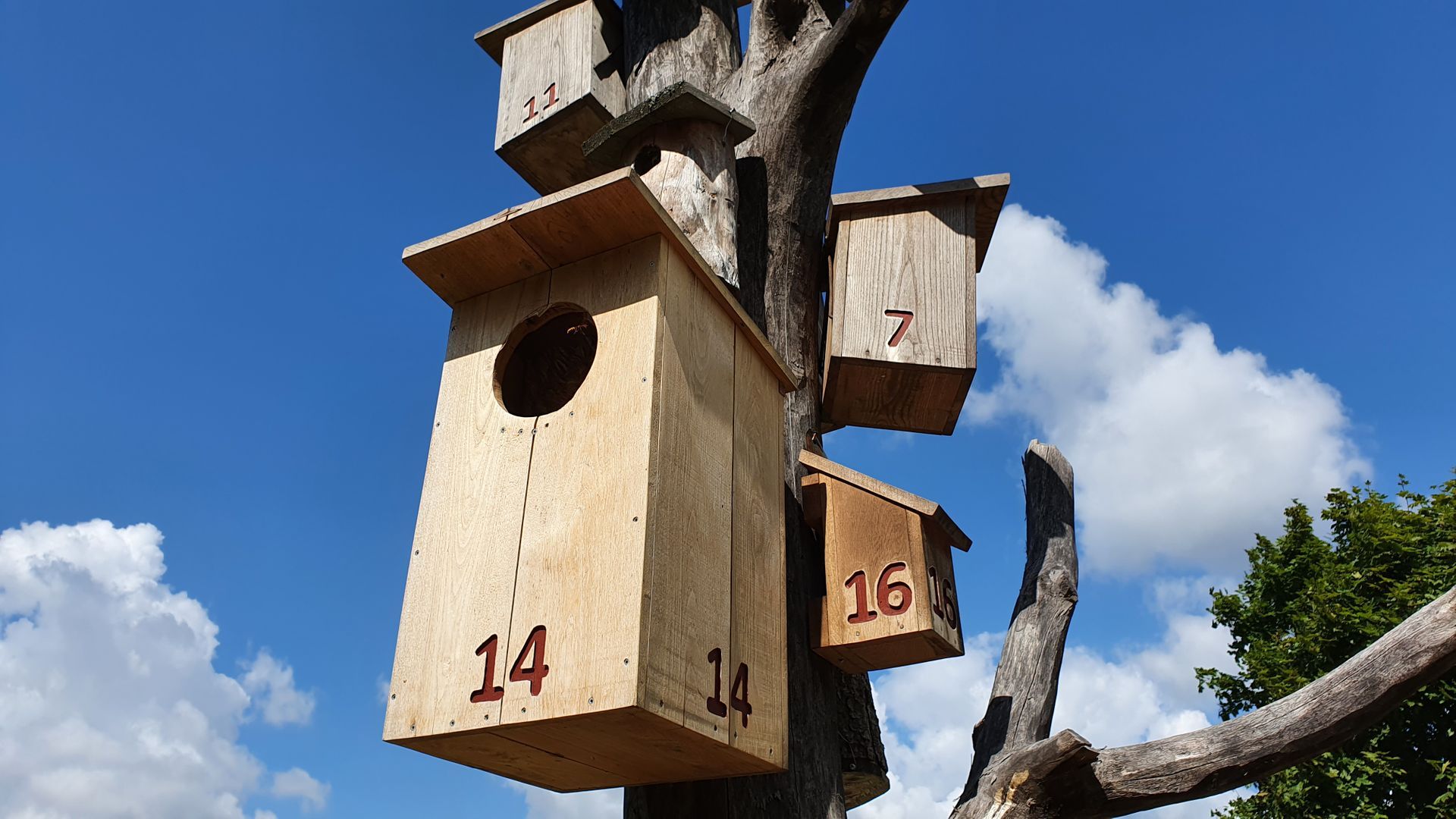 Nest Boxes Tree
