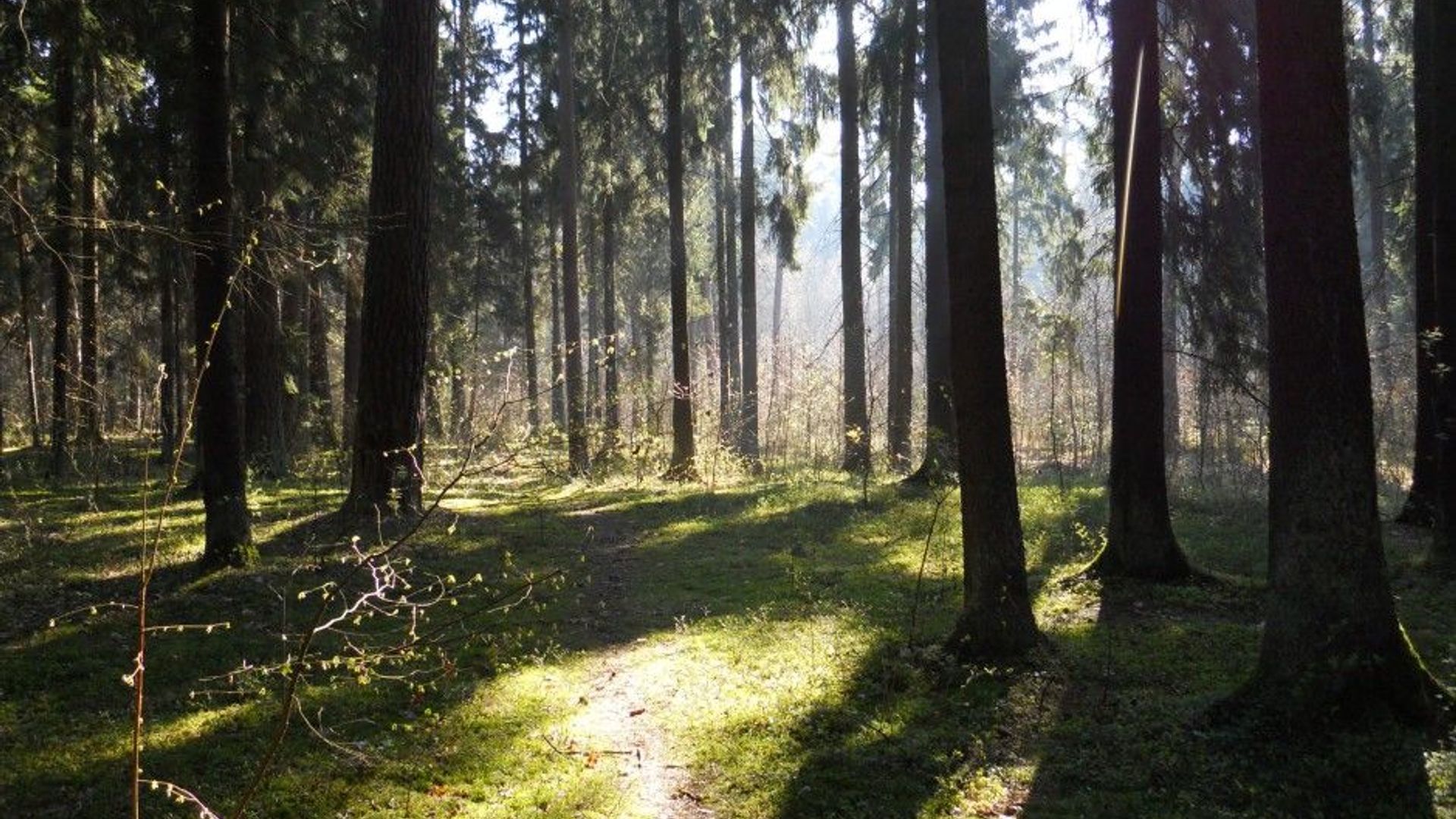 Panemunė Forest Trail