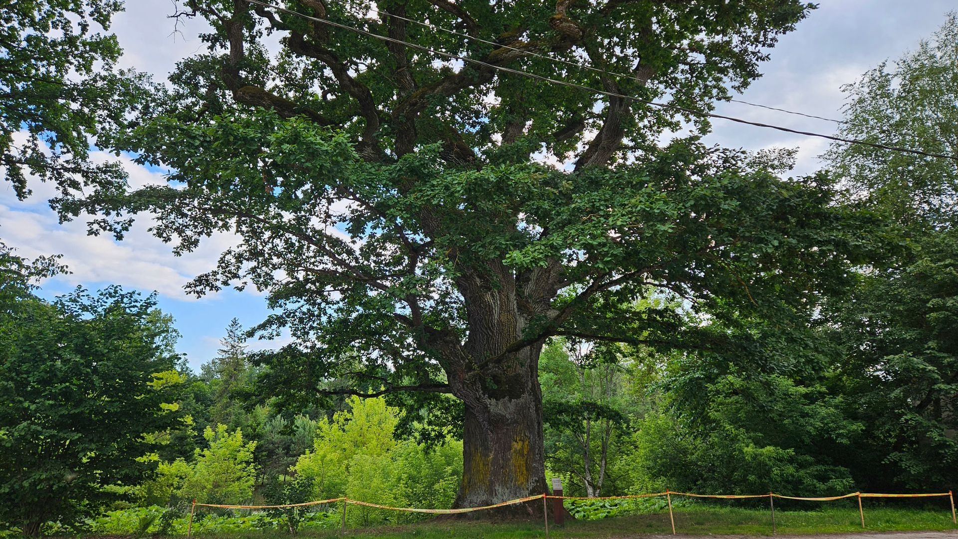 Glitiškės Oak