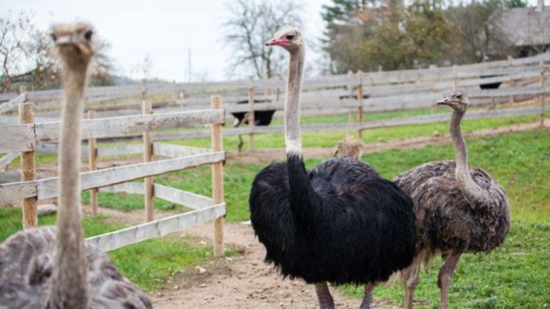 Dubingiai Stud Farm Mini Zoo