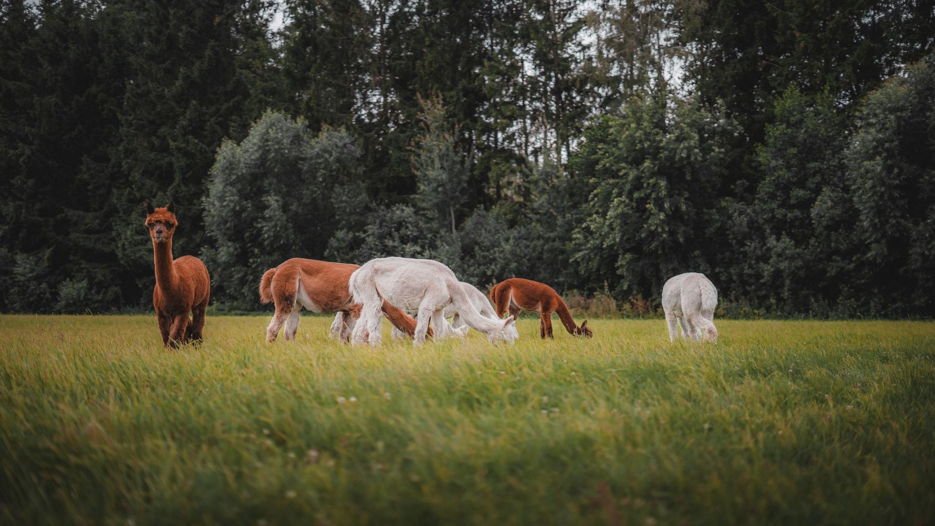 European Alpaca