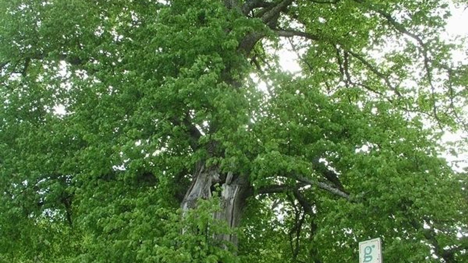 Varniškių liepa