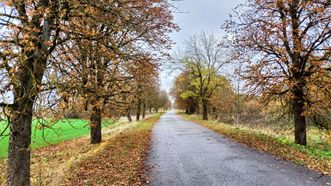 Biliūnai Chestnuts Republic