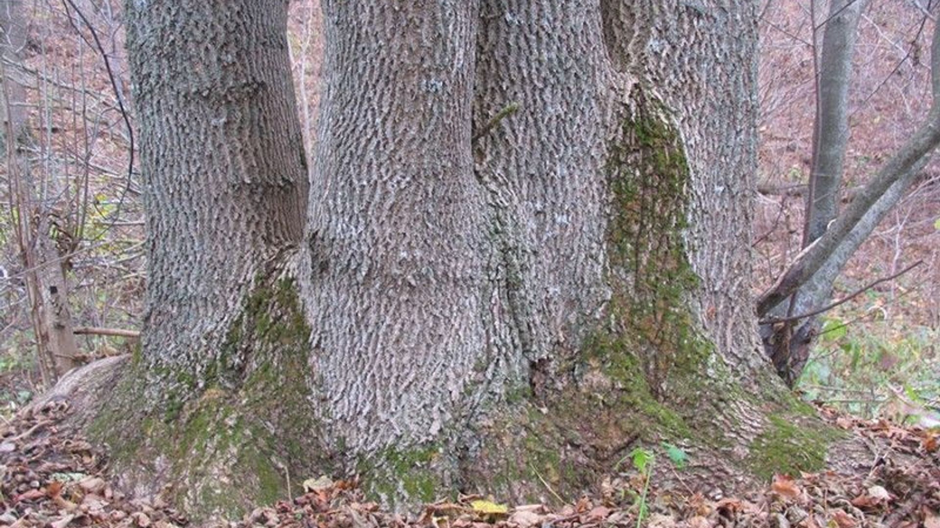 Šiliškiai Many-Trunks Ash Tree