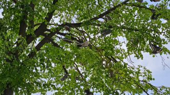 Shoes Tree