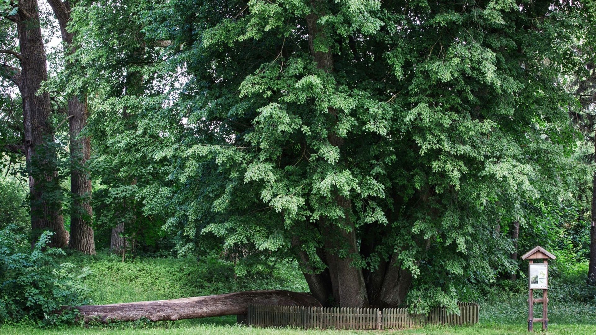 Papilės daugiakamienė liepa
