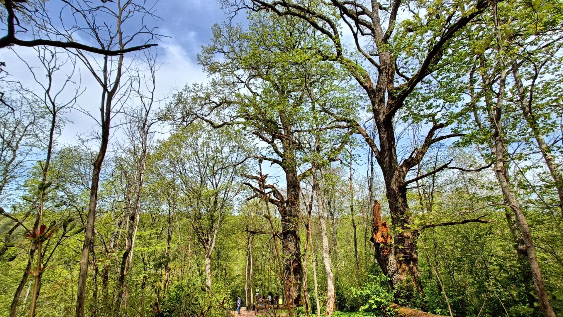 Holy Oak of the Ravines