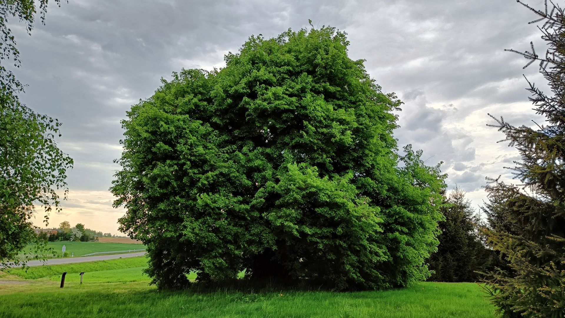 Meškėnai Linden