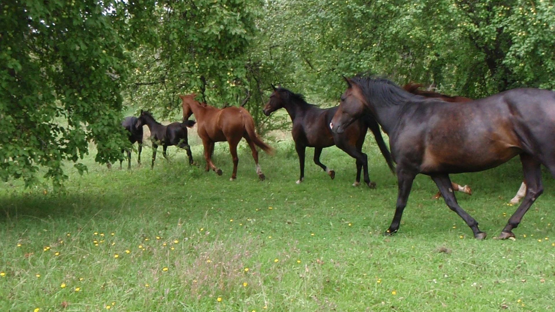 Aštrioji Kirsna Manor Stud Farm