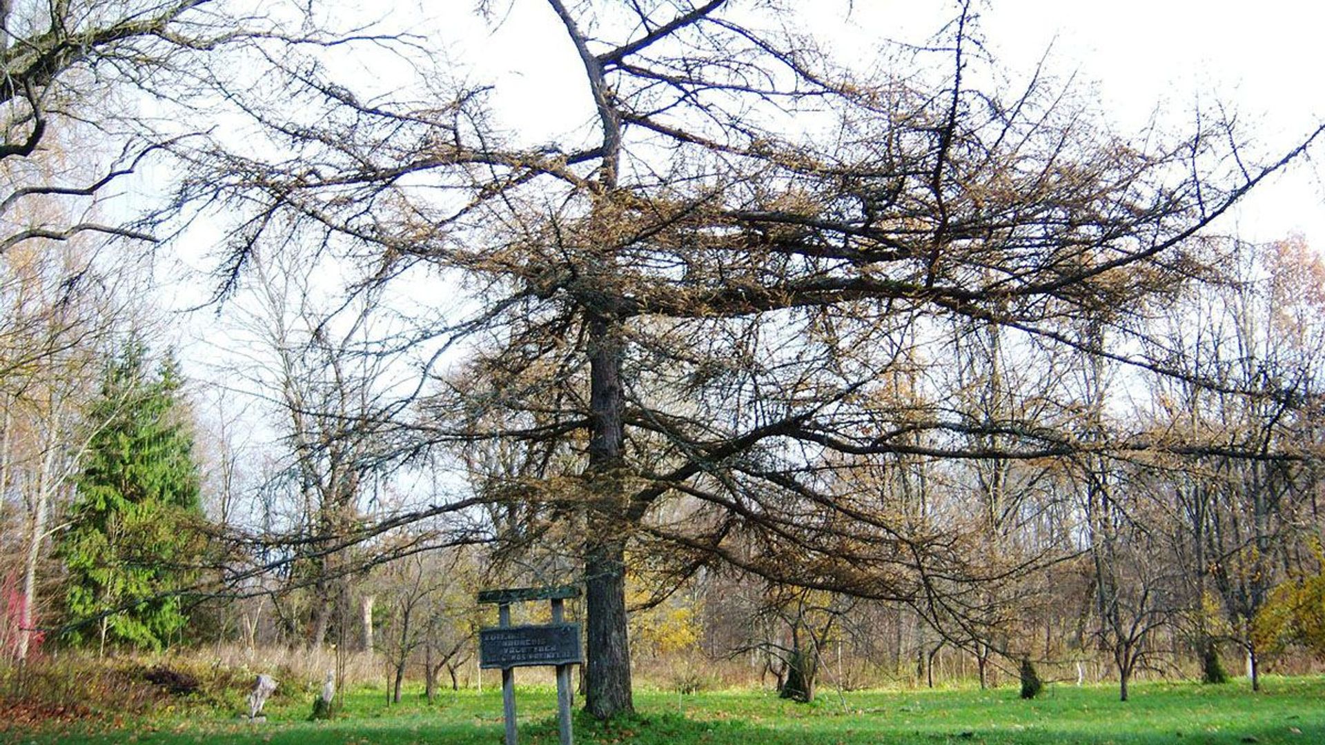 Stirniškių kurilinis maumedis