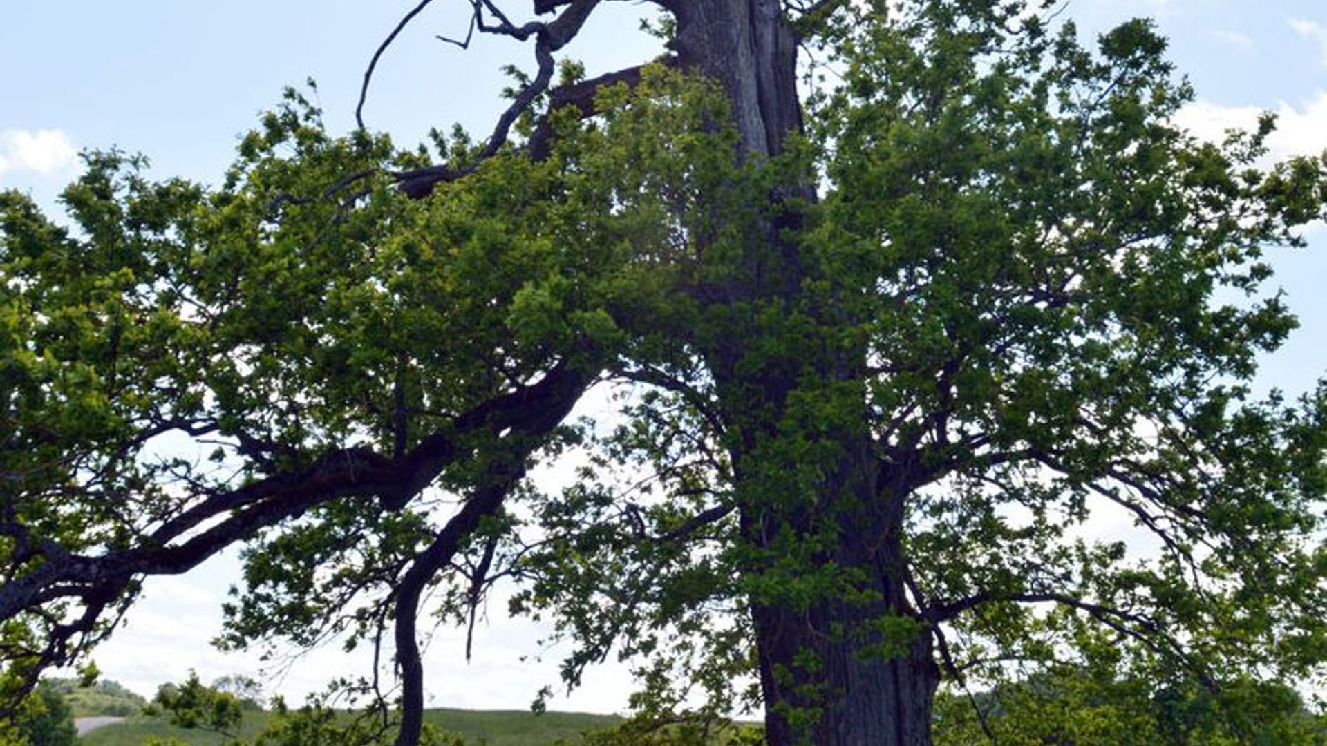 Greitiškė Oak