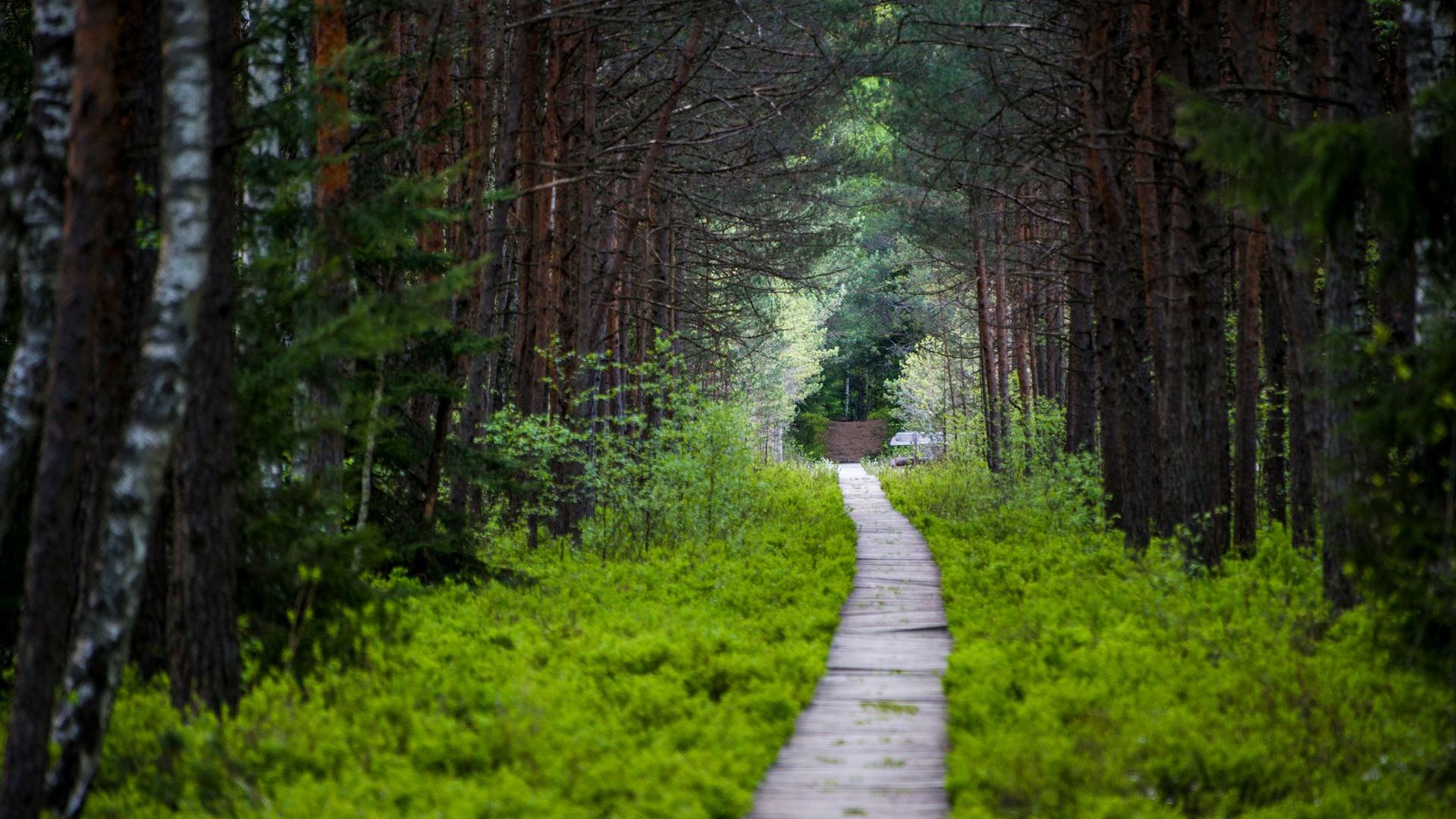 Varnikai Cognitive Trail