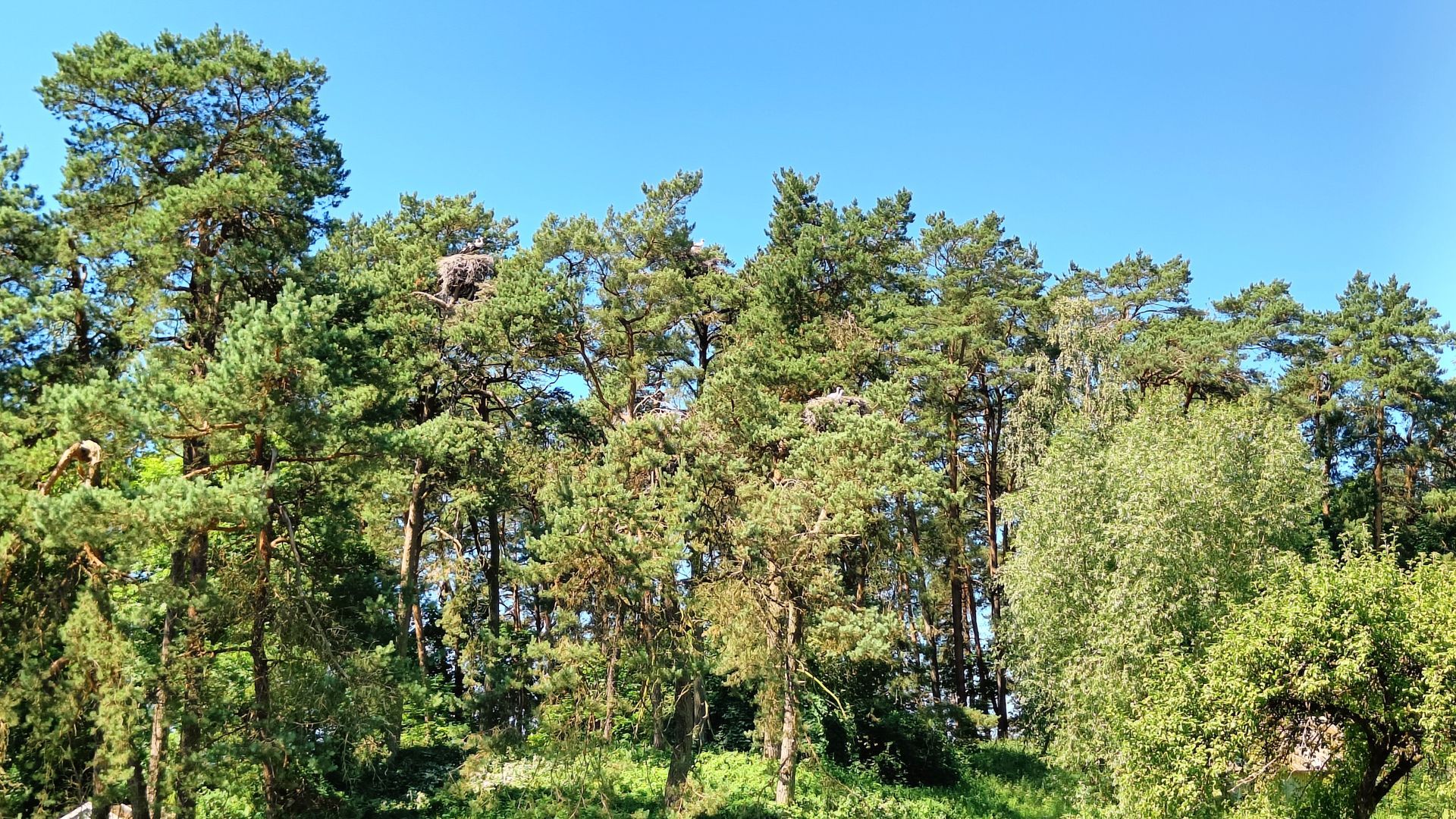 Bitėnų baltųjų gandrų kolonijos stebykla