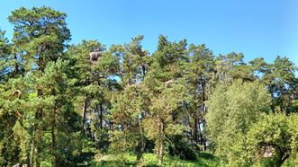 Bitėnų baltųjų gandrų kolonijos stebykla