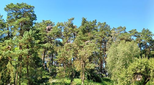 Bitėnai White Stork Colony Observation Deck