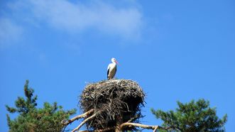 Bitėnai White Stork Colony Observation Deck