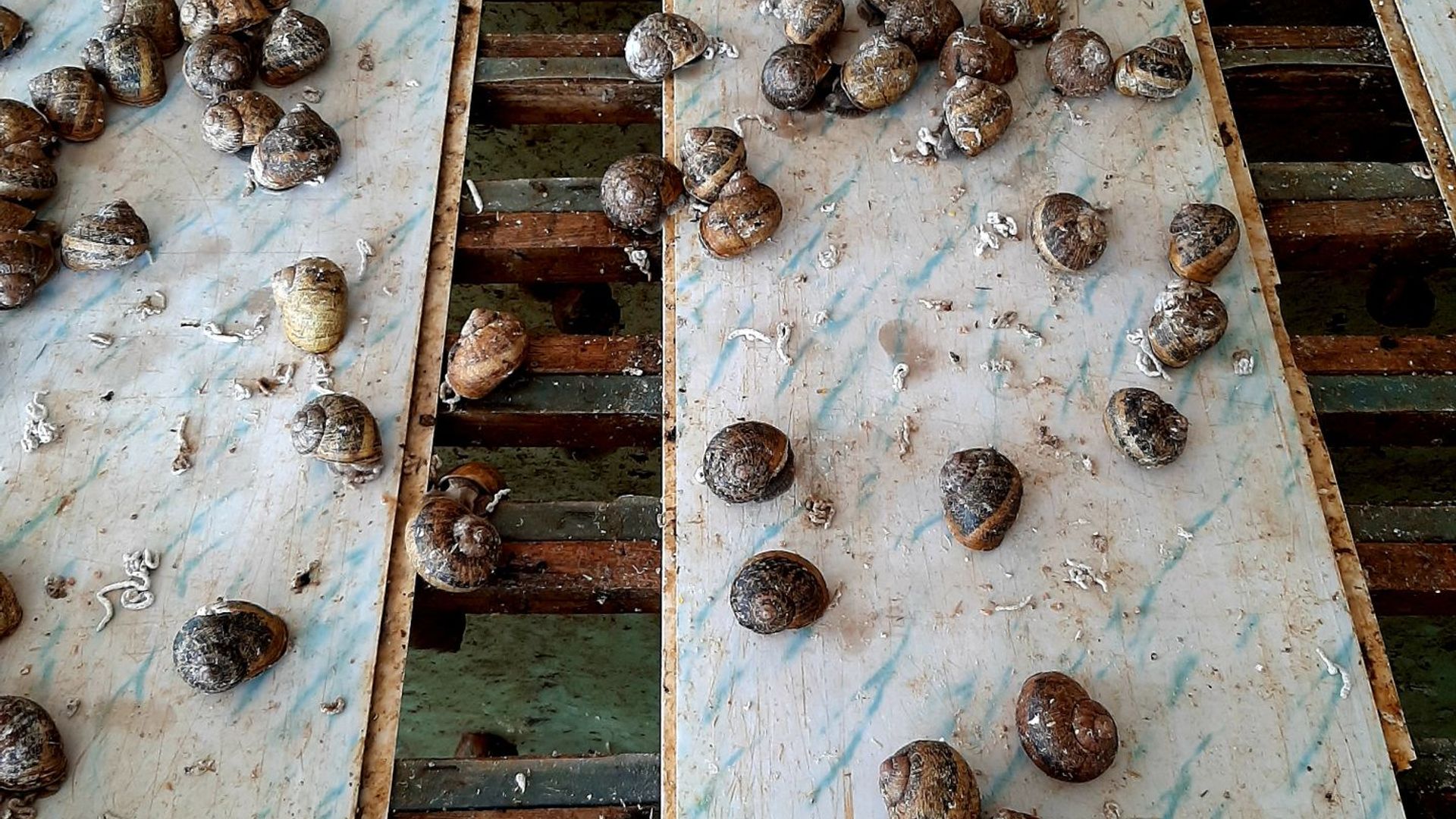 Janina's Snails Farm