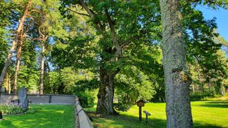 Palūšė Oak