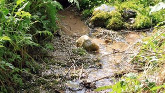 Švedpolis Spring