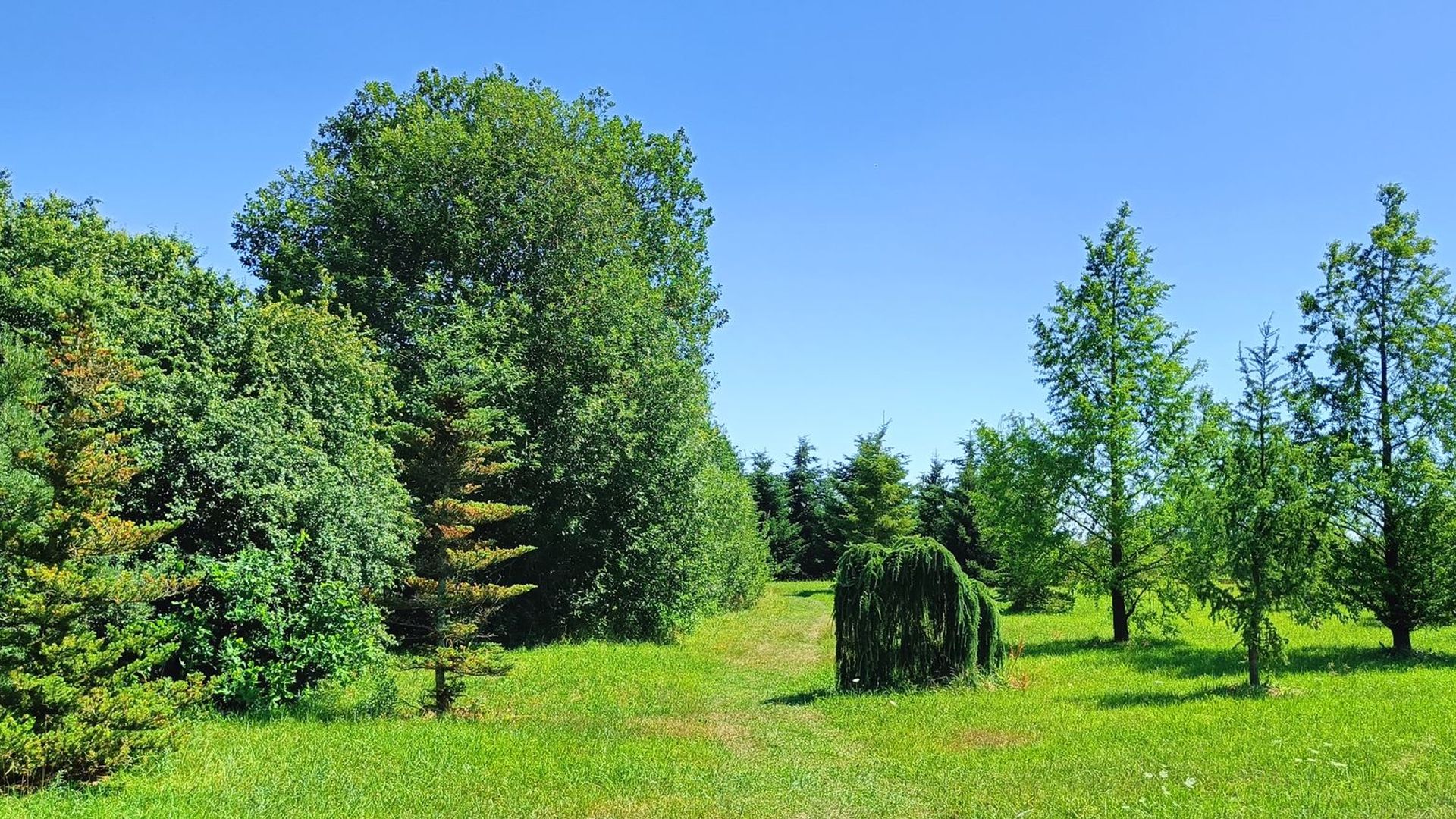 Vytauto Didžiojo universiteto Žemės ūkio akademijos arboretumas