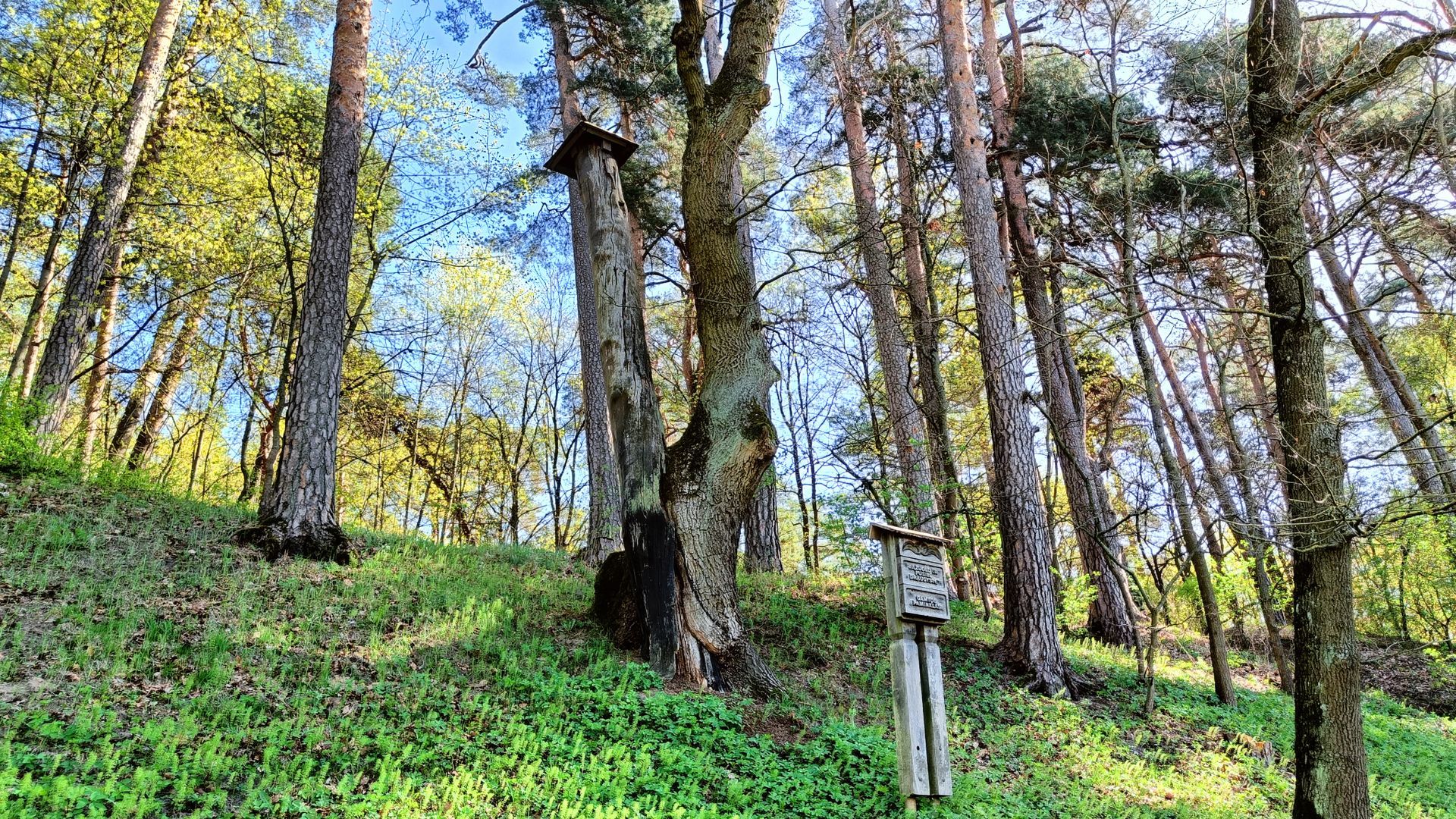 Ąžuolo ir pušies draugystė