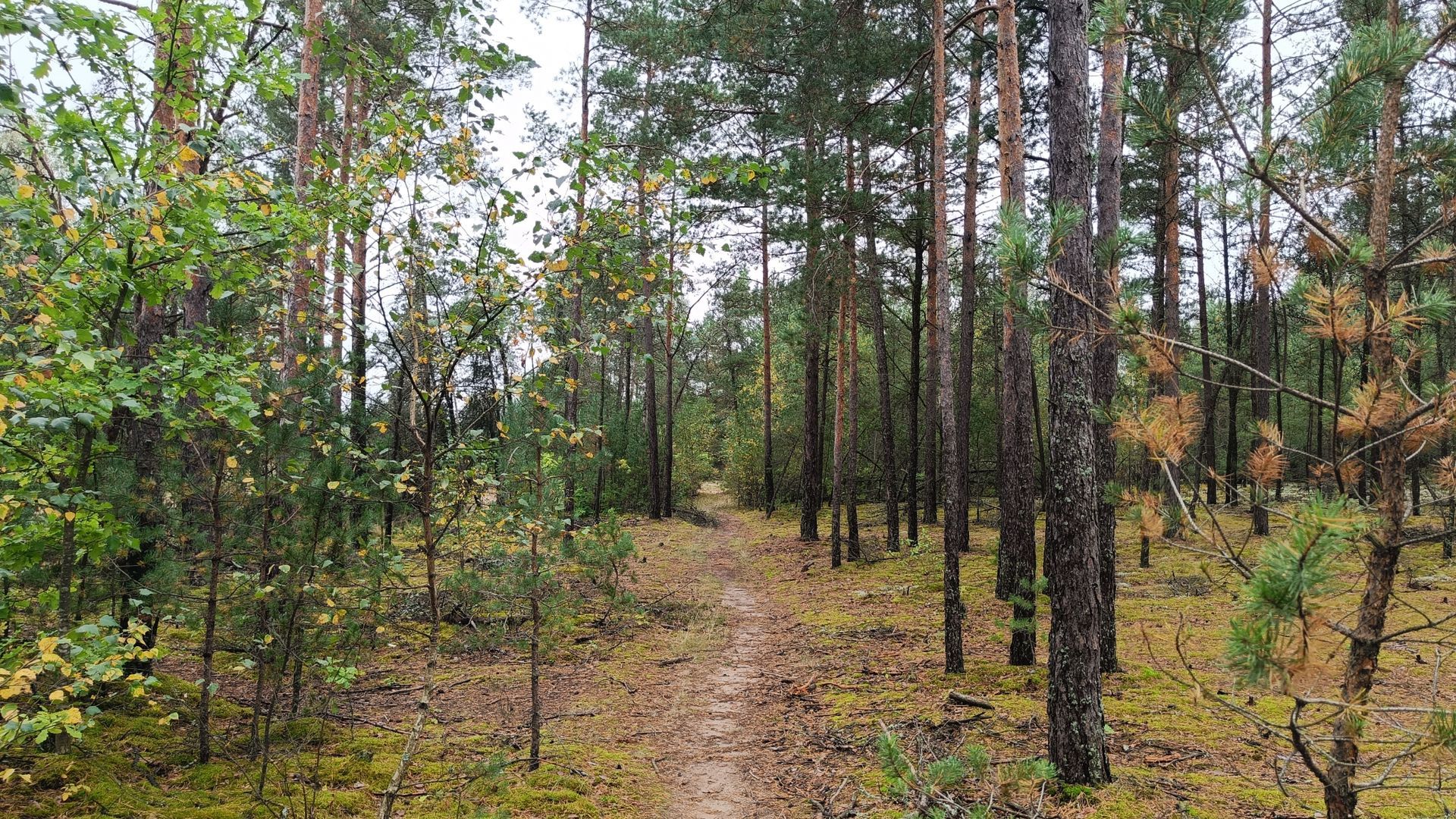 Trail Holy Firs
