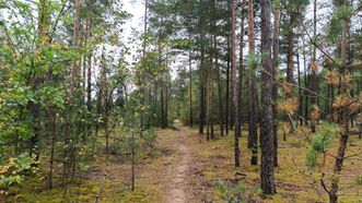 Trail Holy Firs