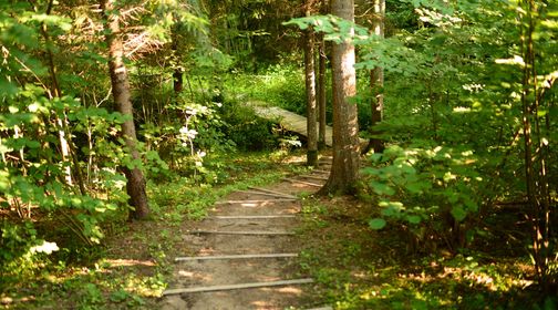 Daugėliškiai Forest Cognitive Trail