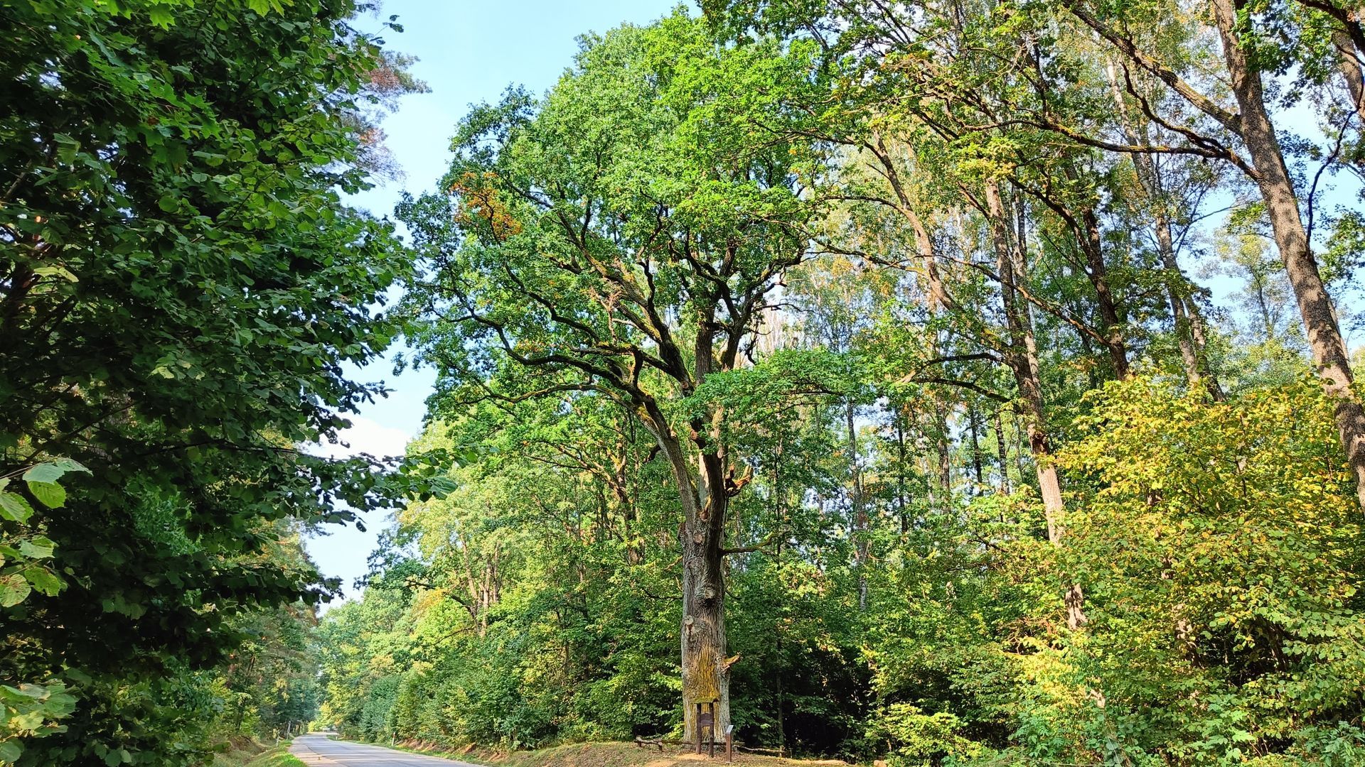 Great Širvintas Oak