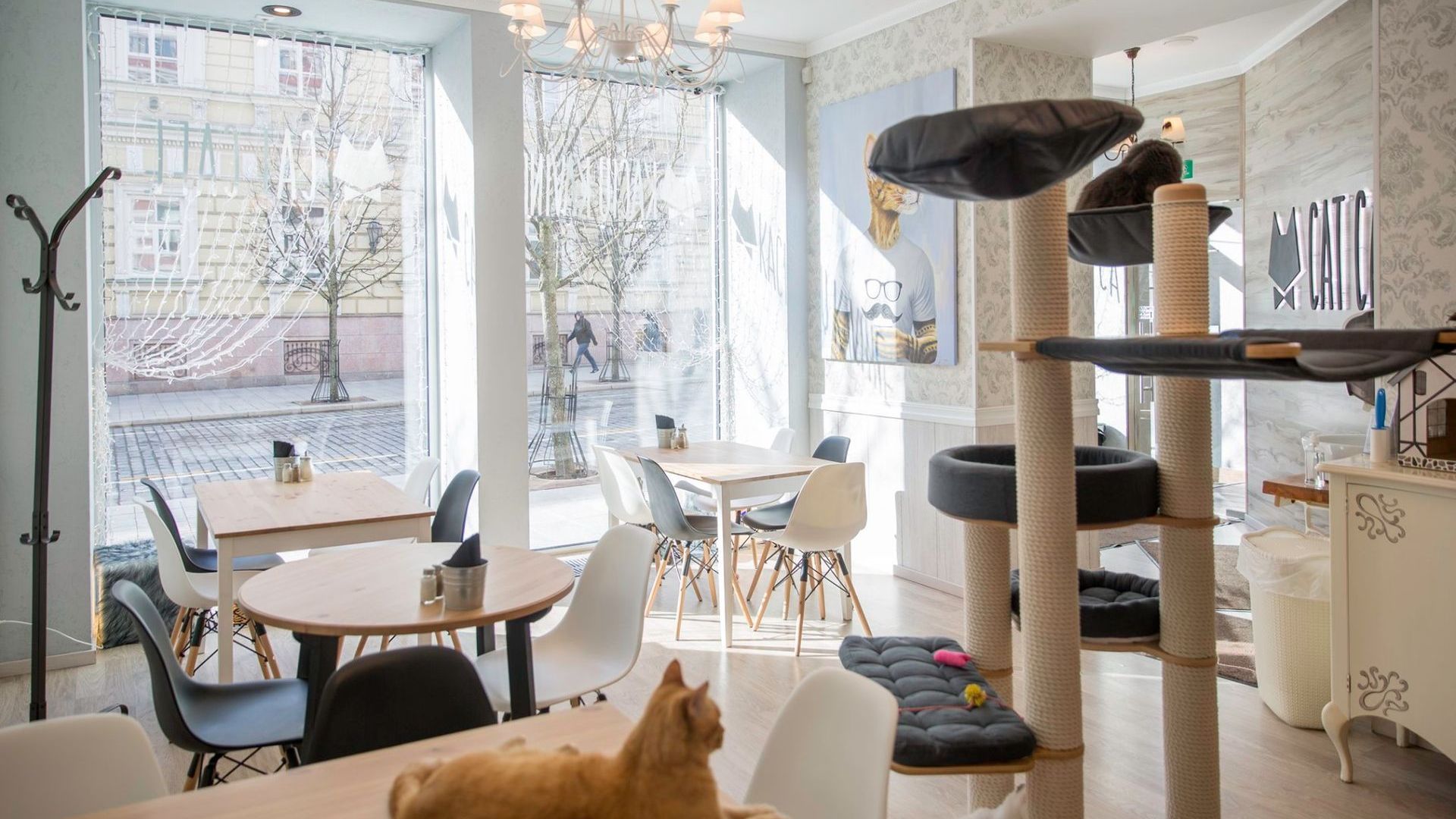 Cat Cafe