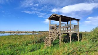 Žaltytis Birds Watching Sight