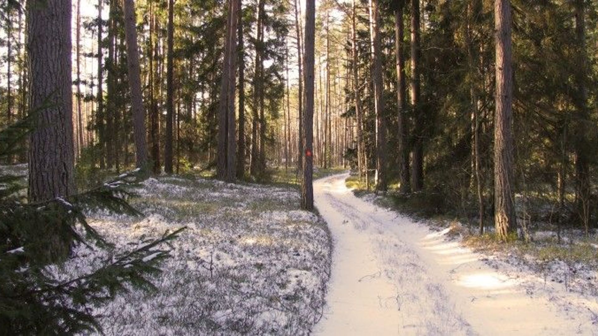 Briedžių takais