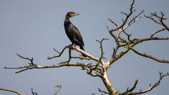 Colonies of Cormorants and Gray Herons