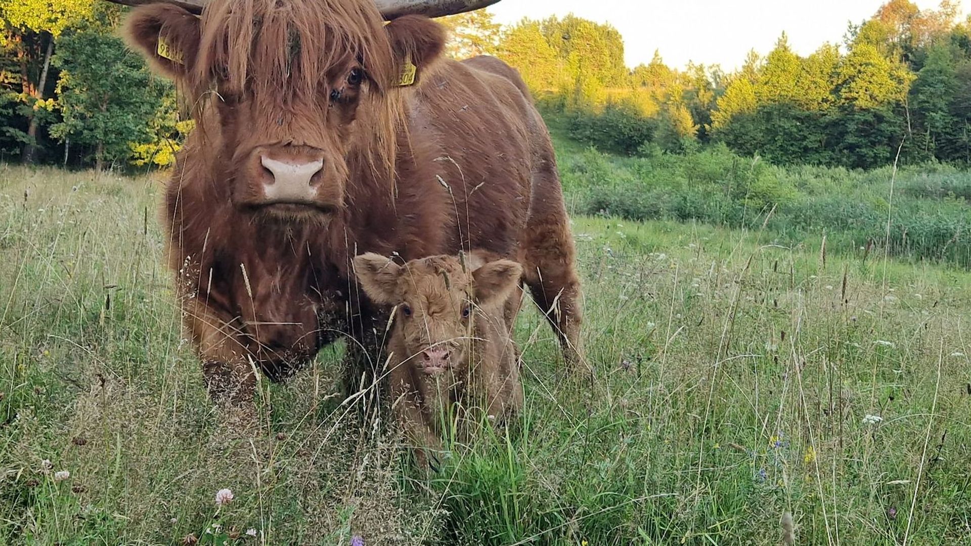 Zanapolis Farm